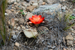 Aylostera atrovirens