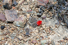 Aylostera atrovirens