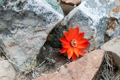 Aylostera atrovirens