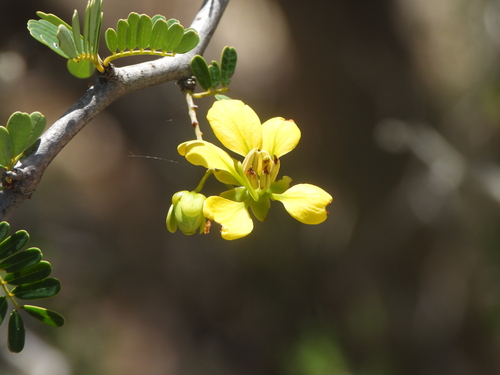 Senna meridionalis, photograph 3
