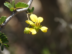 Senna meridionalis, photograph (c) amantedarmanin, some rights reserved (CC BY)