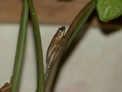 Hyperolius viridiflavus