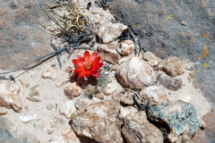 Aylostera atrovirens