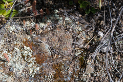 Aylostera atrovirens