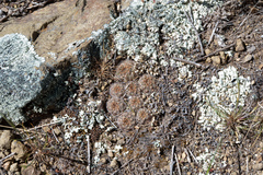 Aylostera atrovirens