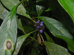 Palicourea axillaris
