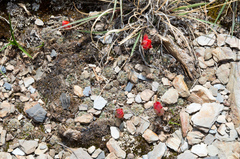 Aylostera atrovirens
