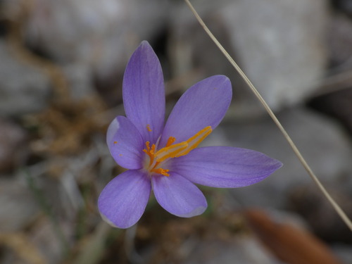 Crocus cambessedesii, photograph 4