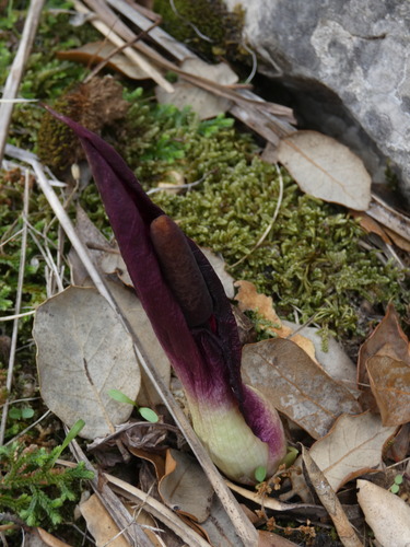 Arum pictum, photograph 2