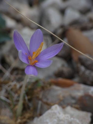 Crocus cambessedesii