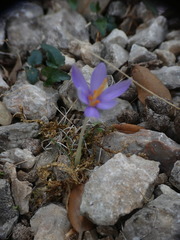 Crocus cambessedesii, photograph (c) Yves Bas, some rights reserved (CC BY)