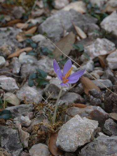 Crocus cambessedesii, photograph 3