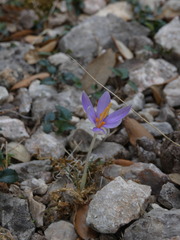 Crocus cambessedesii, photograph (c) Yves Bas, some rights reserved (CC BY)