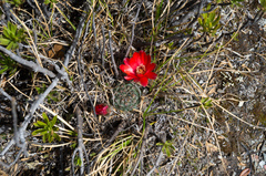 Aylostera atrovirens