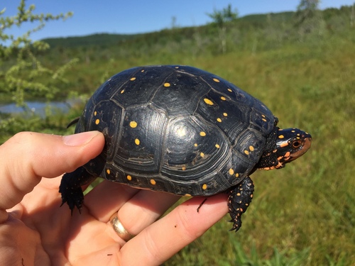 Spotted Turtle, Maine, US, photo 7 of 10