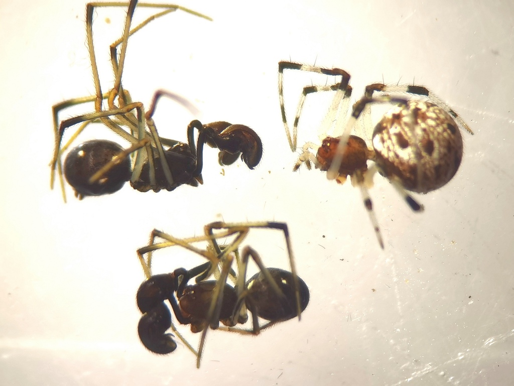 Neottiura curvimana