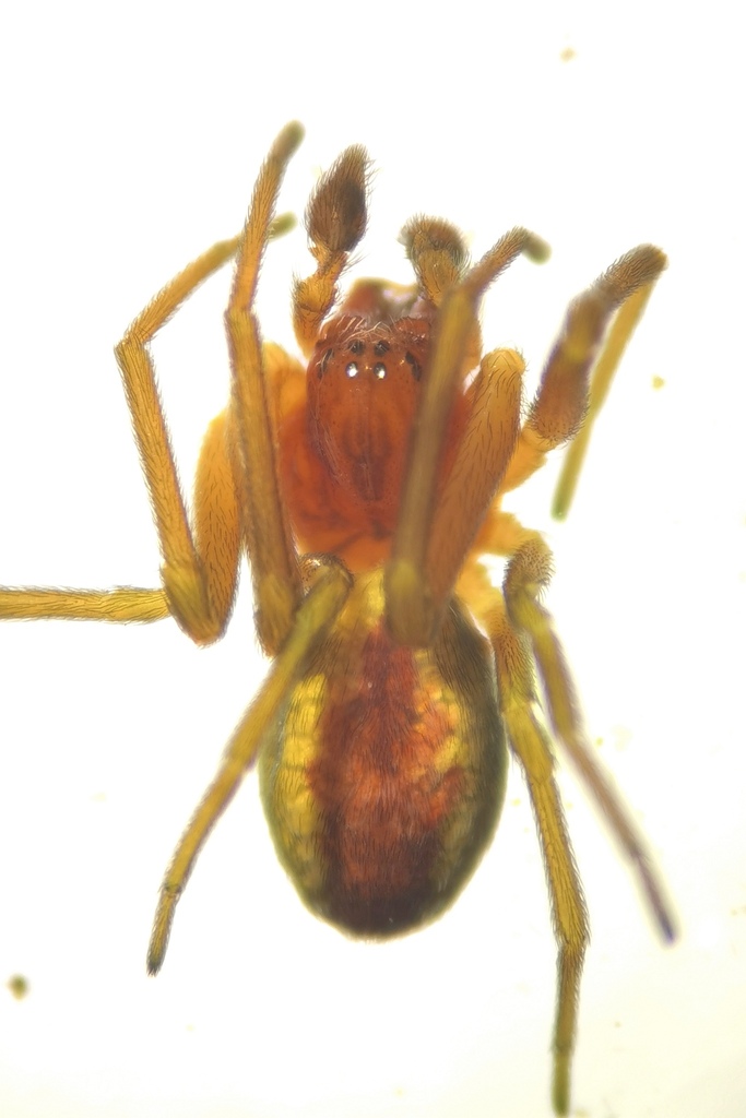 Ajmonia gratiosa