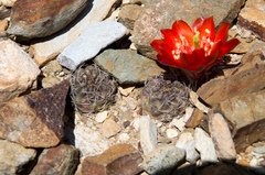 Aylostera atrovirens