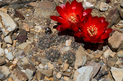 Aylostera atrovirens
