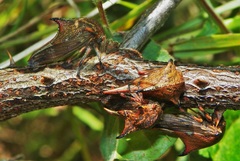 Umbonia reclinata