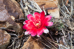 Aylostera atrovirens