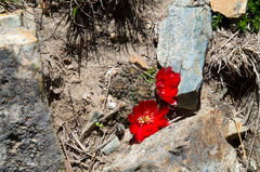 Aylostera atrovirens
