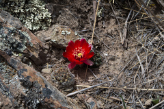 Aylostera atrovirens