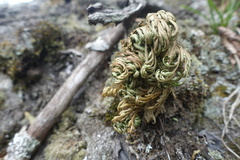Selaginella tamariscina