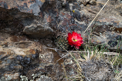 Aylostera atrovirens