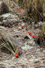 Aylostera atrovirens