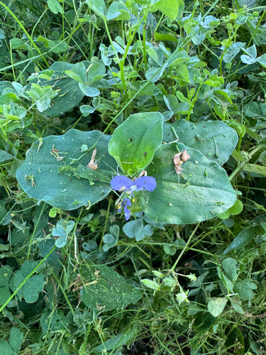 Commelina benghalensis observed 2026-05-04