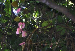 Passiflora membranacea