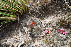 Aylostera atrovirens