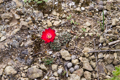 Aylostera atrovirens