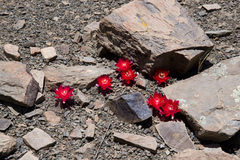 Aylostera atrovirens
