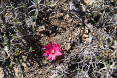 Aylostera atrovirens