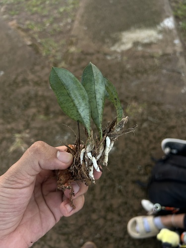 Monk Orchid