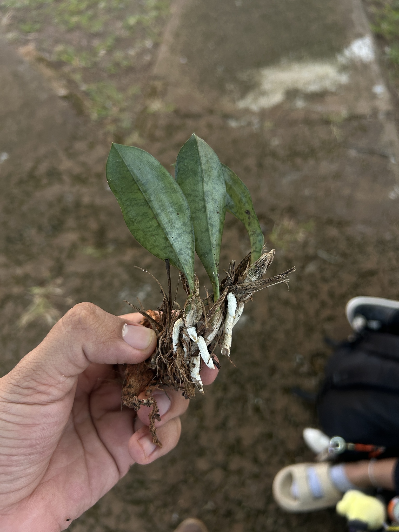 Eulophia maculata