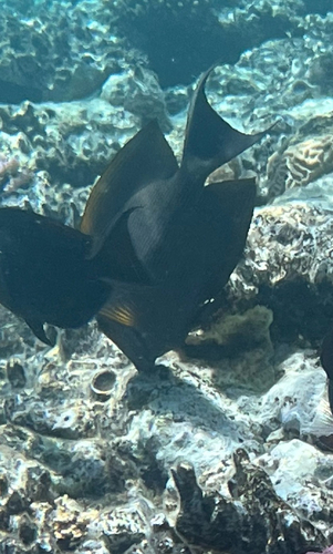 Ctenochaetus striatus