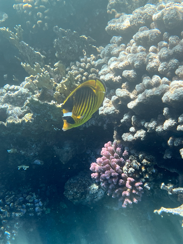 Chaetodon fasciatus
