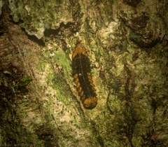 Atyphella scintillans