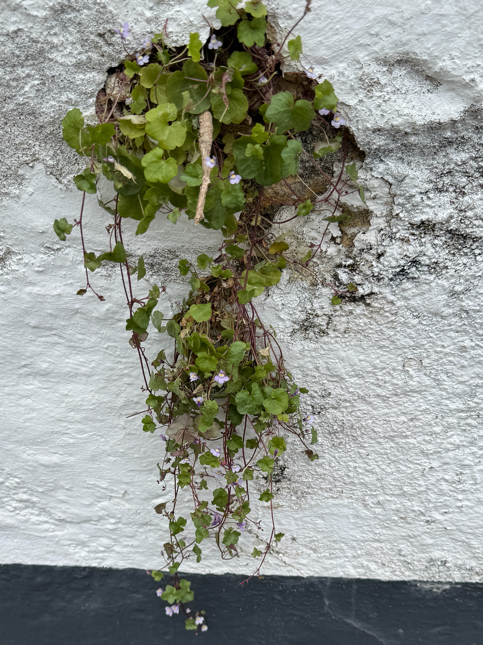Cymbalaria muralis