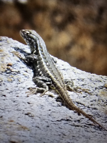 iNaturalist observation photo of Common Sagebrush Lizard