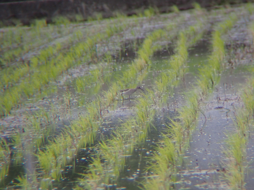 Wood Sandpiper