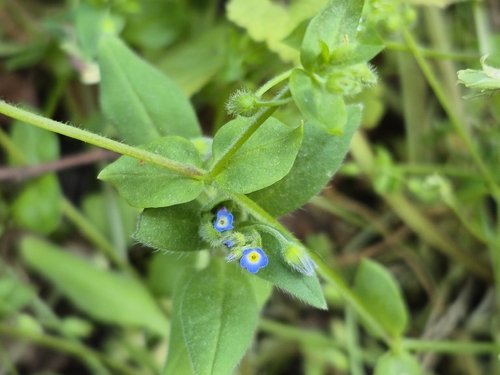 Diffuseflowered Forget-Me-Not