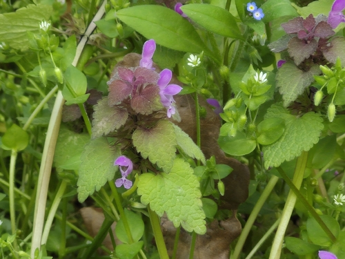 red deadnettle