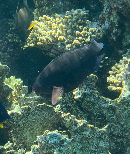 Scarus niger