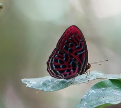 Paralaxita damajanti damajanti