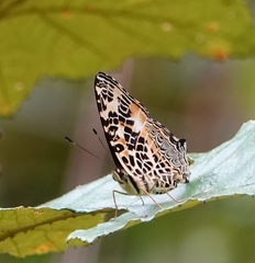 Symbrenthia hypselis