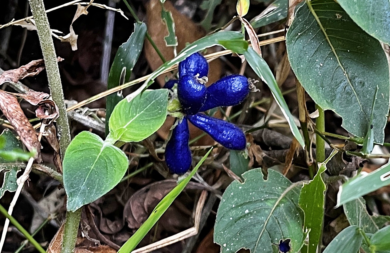 Coccocypselum lanceolatum